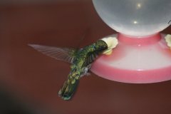 02-Hummingbird